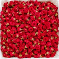 Pooja Flowers - Button Rose